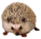 Το avatar του μέλους hedgehog